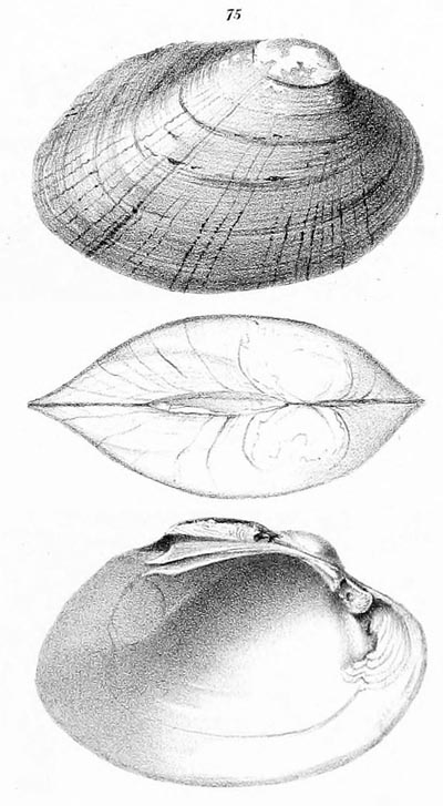 specimen image from publication