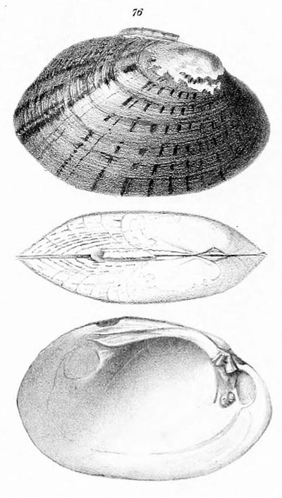 specimen image from publication