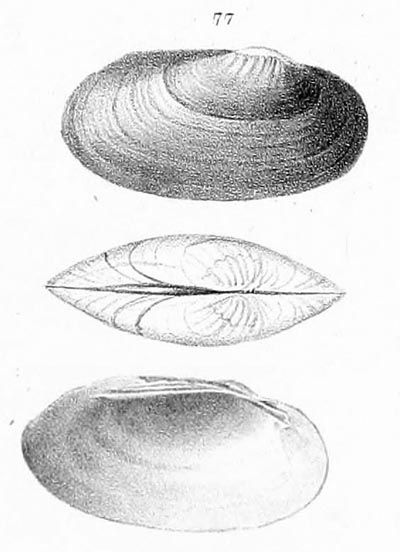specimen image from publication