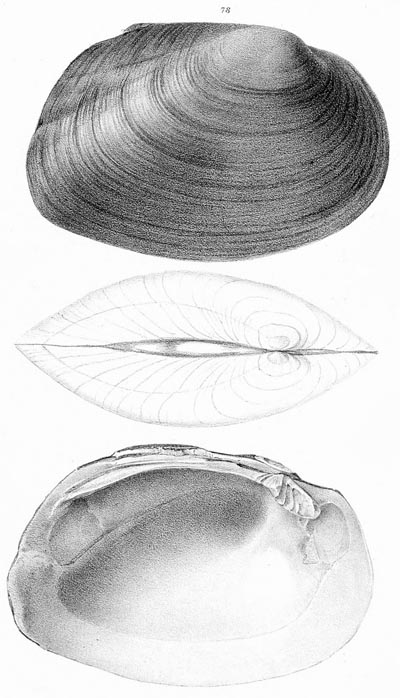 specimen image from publication