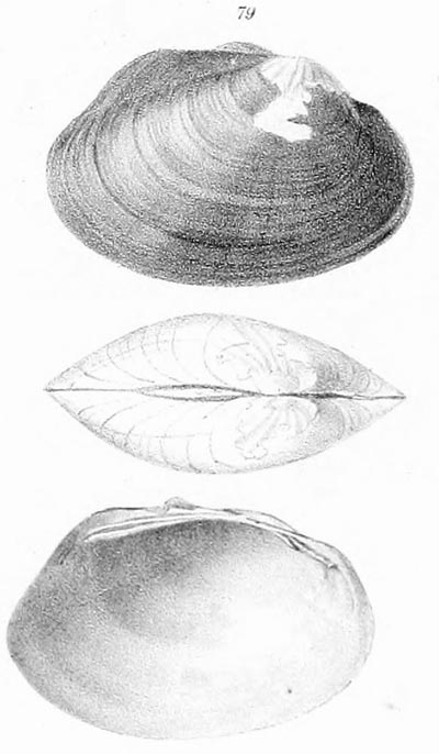 specimen image from publication