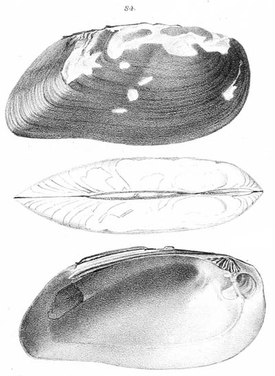 specimen image from publication