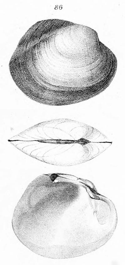 specimen image from publication