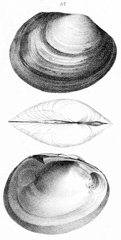 specimen image from publication