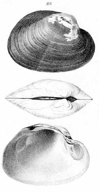 specimen image from publication