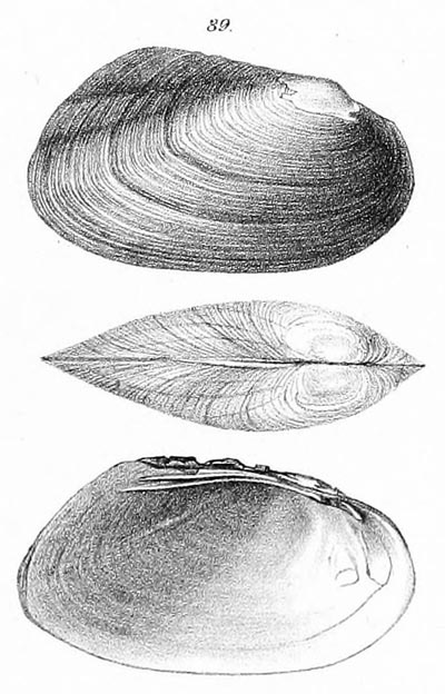 specimen image from publication
