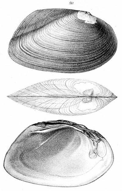 specimen image from publication
