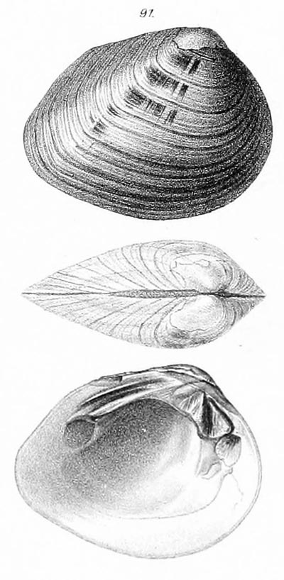 specimen image from publication