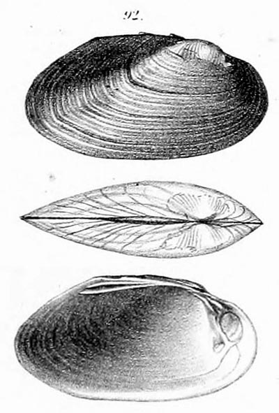 specimen image from publication