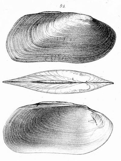 specimen image from publication