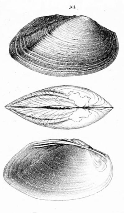 specimen image from publication