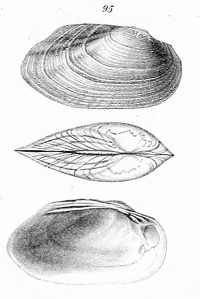specimen image from publication