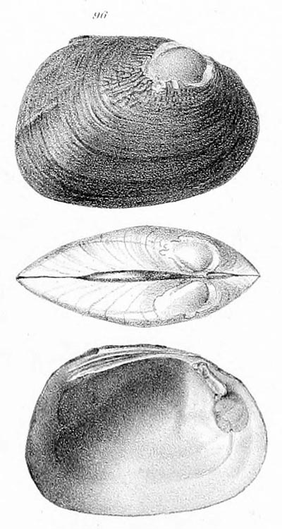 specimen image from publication