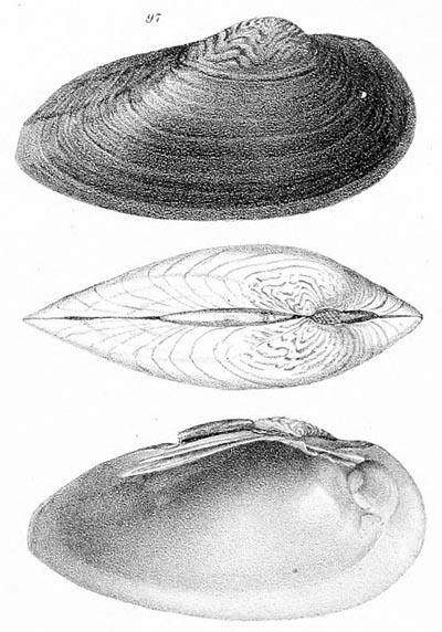 specimen image from publication