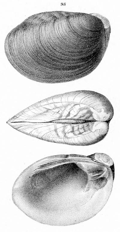 specimen image from publication