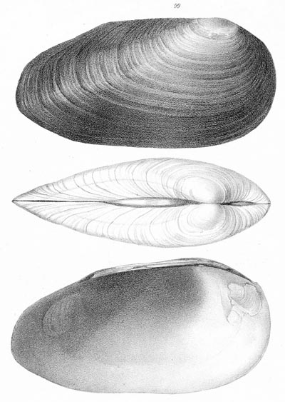 specimen image from publication