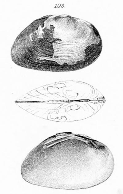 specimen image from publication
