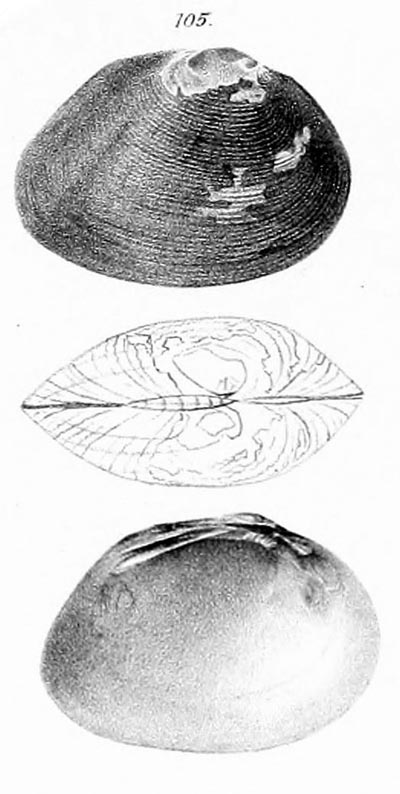 specimen image from publication