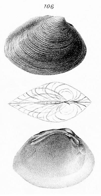 specimen image from publication