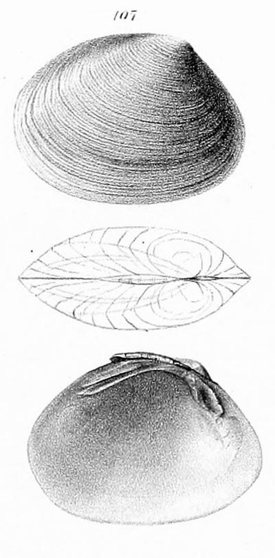 specimen image from publication