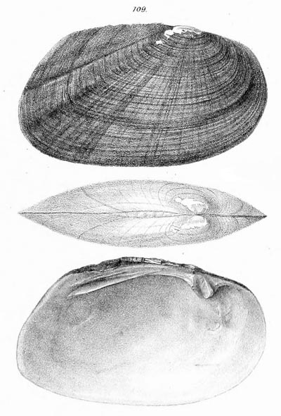 specimen image from publication