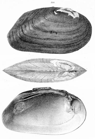 specimen image from publication