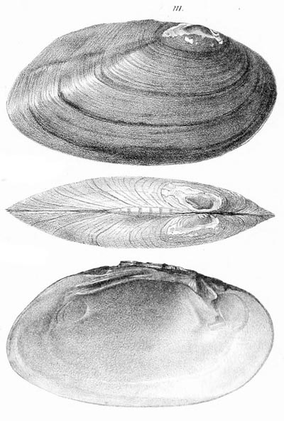 specimen image from publication