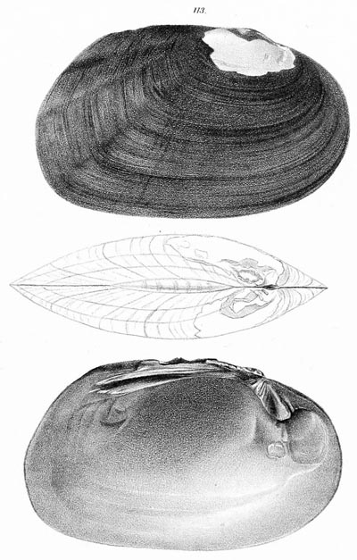 specimen image from publication