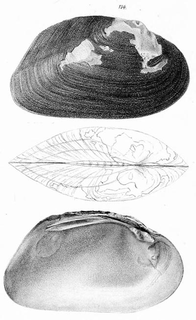 specimen image from publication