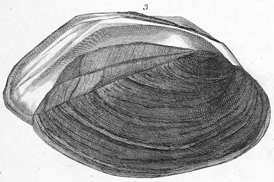 specimen image from publication