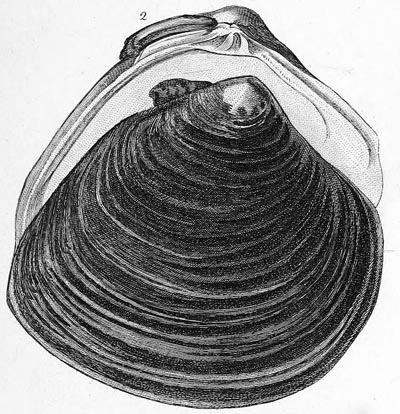 specimen image from publication