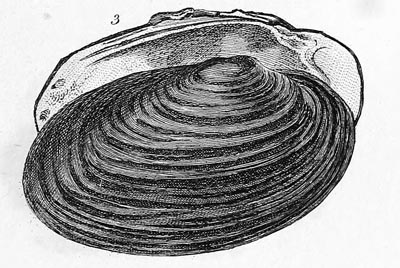 specimen image from publication