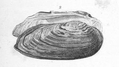 specimen image from publication