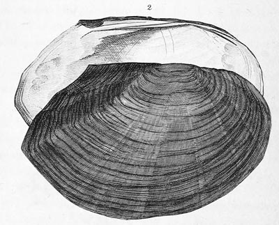 specimen image from publication