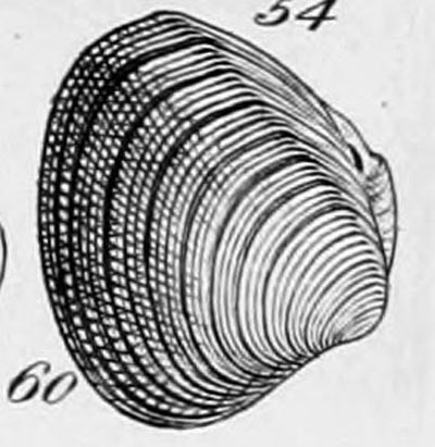 specimen image from publication