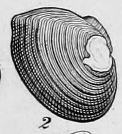 specimen image from publication
