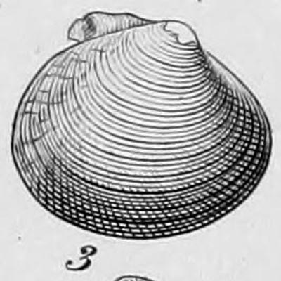 specimen image from publication
