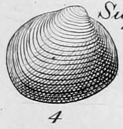 specimen image from publication