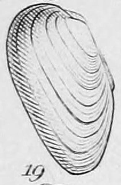 specimen image from publication