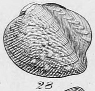 specimen image from publication