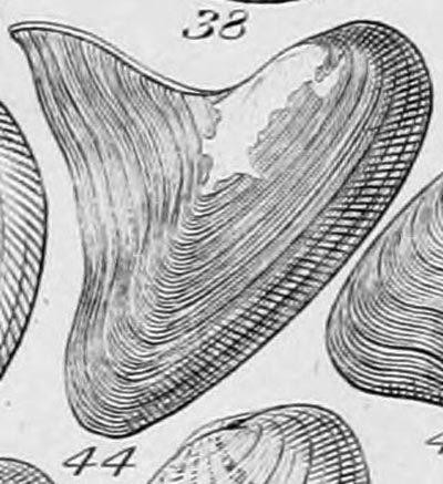 specimen image from publication