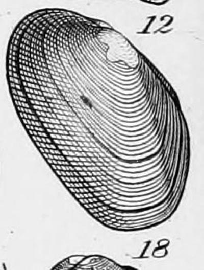 specimen image from publication