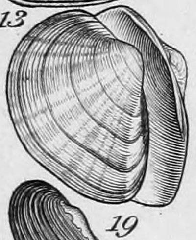 specimen image from publication