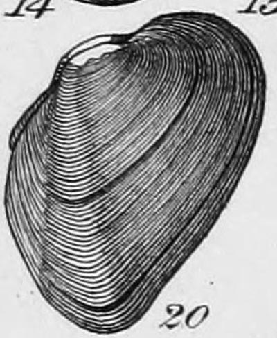specimen image from publication