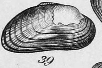 specimen image from publication