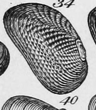 specimen image from publication