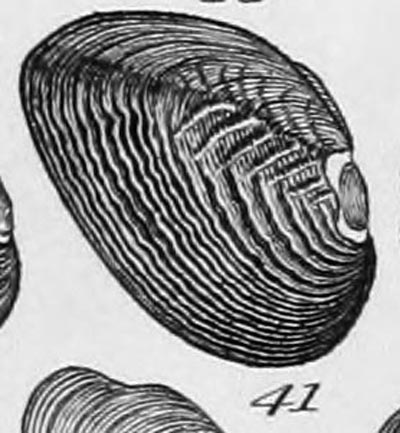 specimen image from publication