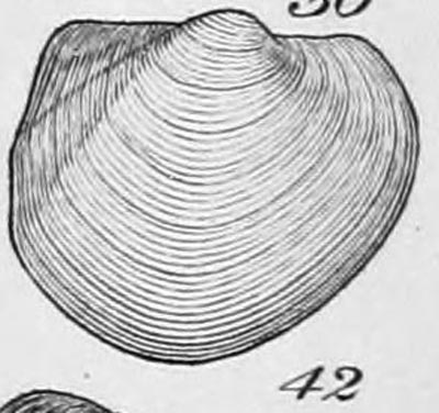 specimen image from publication