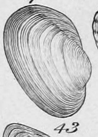 specimen image from publication