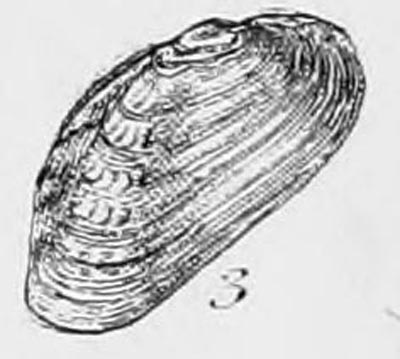 specimen image from publication